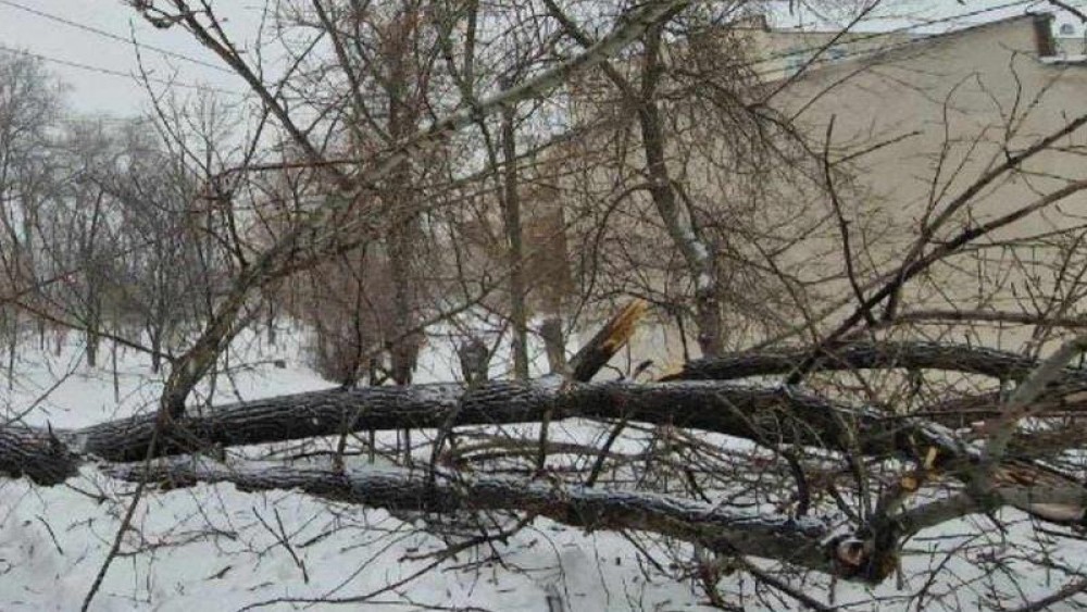 Caz șocant în Chișinău. Un copac a căzut peste trei copii